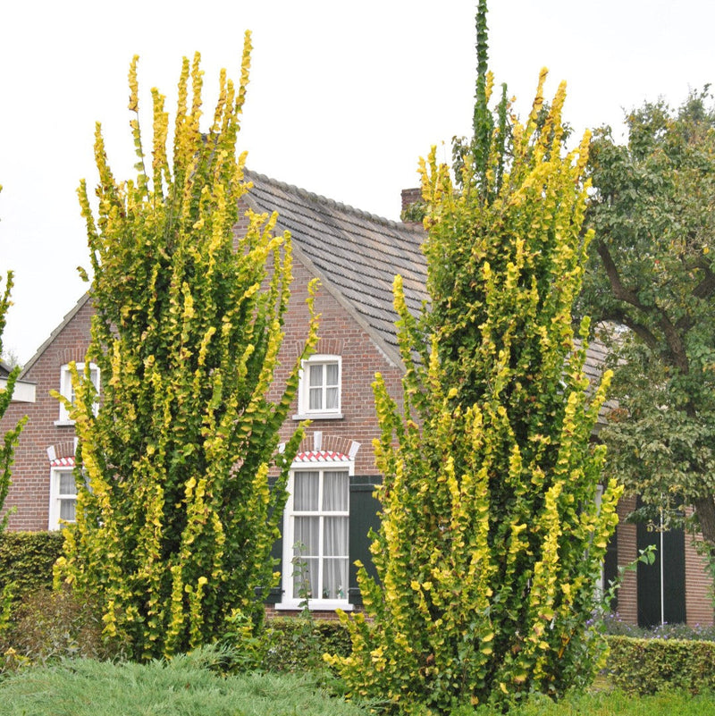 Ulmus Wredei - Ulmus Carpinifolia Wredei