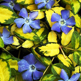 Saschiu Illumination - Vinca Minor Illumination