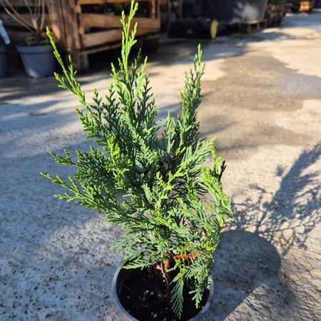 Chiparos Leyland - Cupressocyparis Leylandii