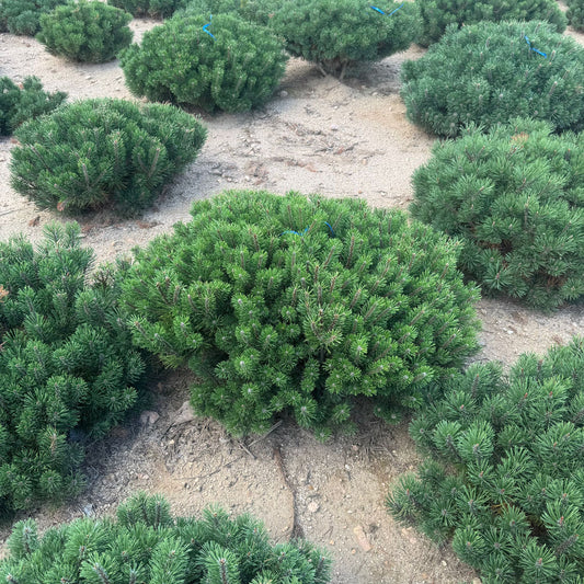 Pinus Mugo Premium (Precomanda - Poze Reale)