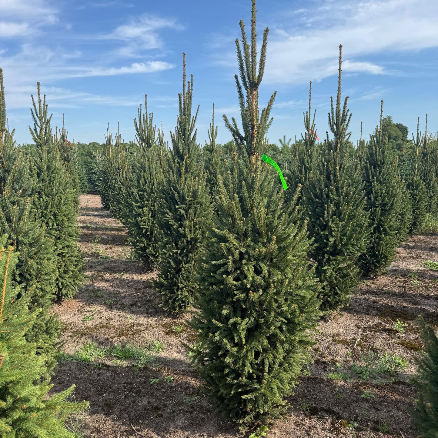 Picea a. 'Cupressina' la balot
