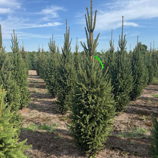Picea a. 'Cupressina' la balot - livrare dupa 10 octombrie