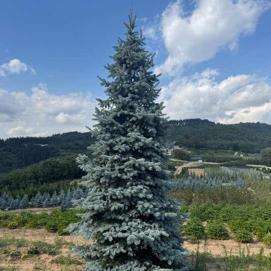 Picea Pungens Hoopsii Premium (Precomanda - Poze Reale)