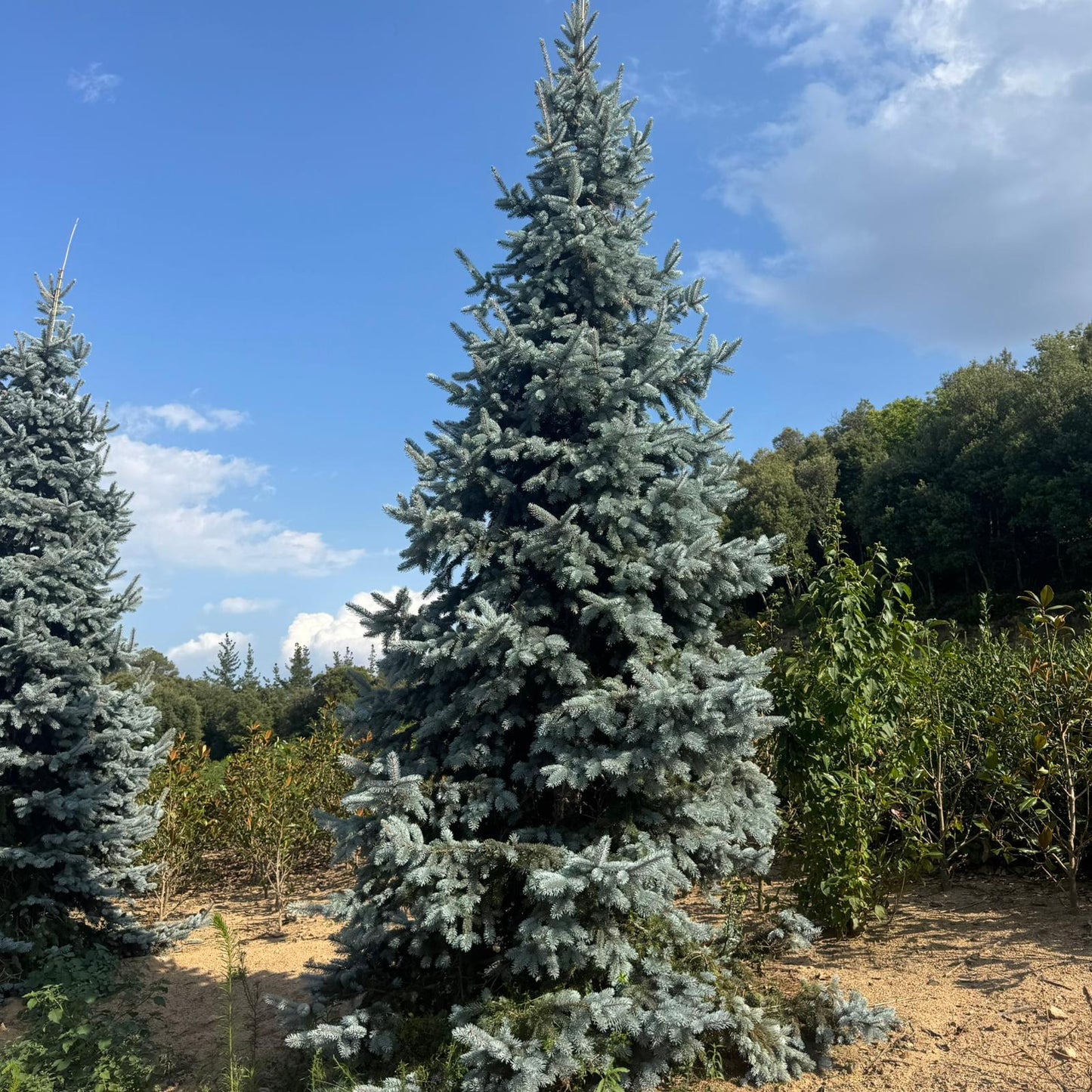 Picea Pungens Hoopsii Premium (Precomanda - Poze Reale)