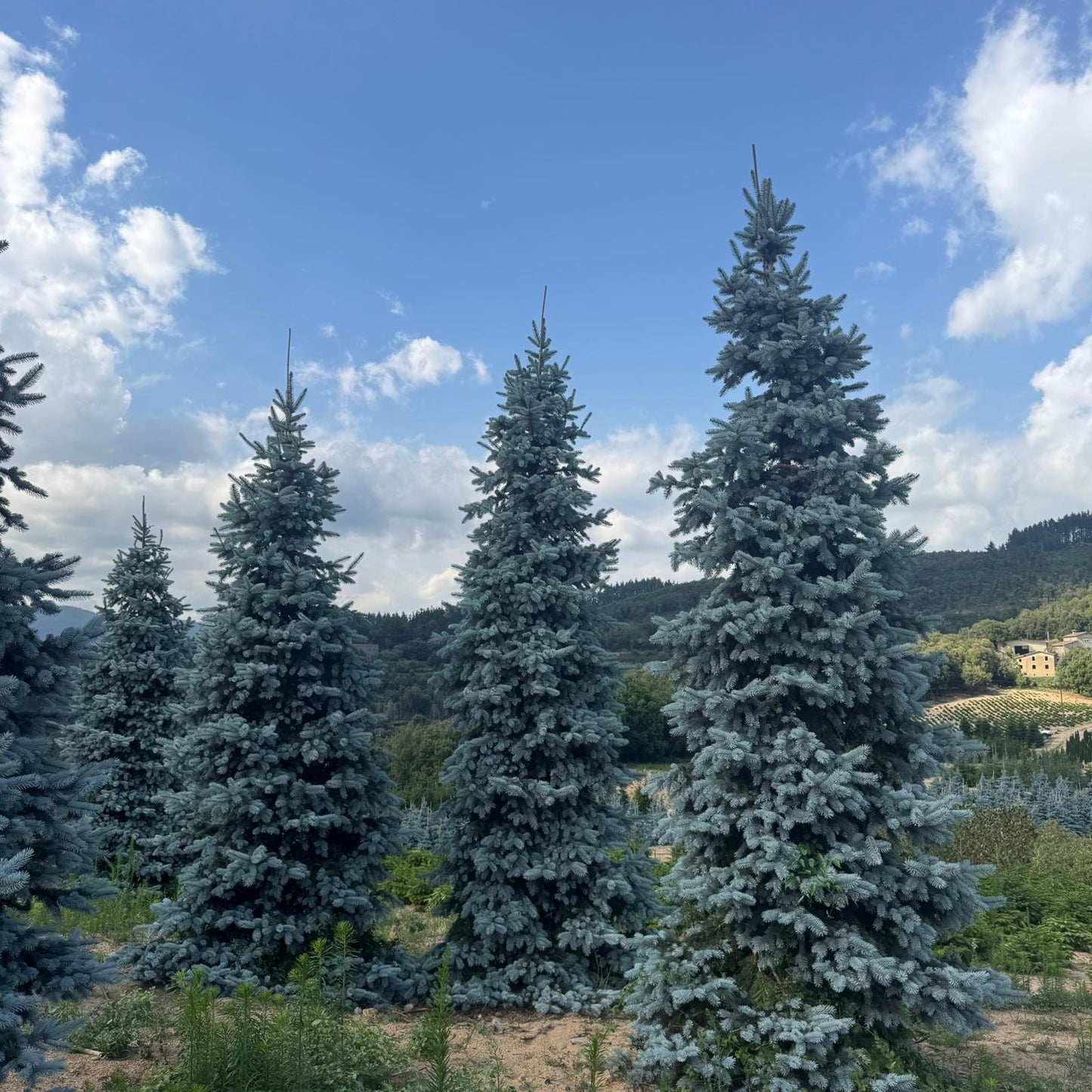 Picea Pungens Hoopsii Premium (Precomanda - Poze Reale)