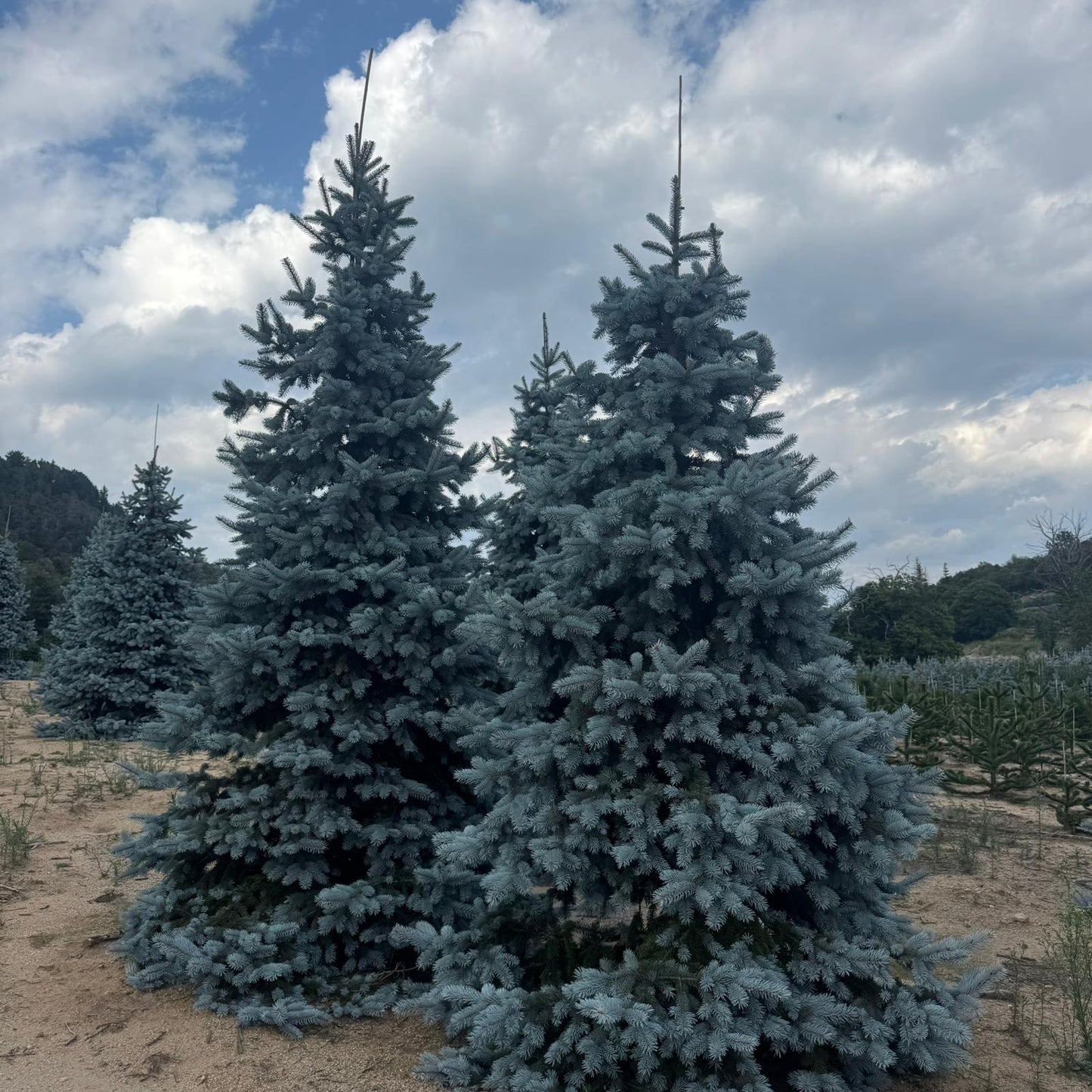 Picea Pungens Hoopsii Premium (Precomanda - Poze Reale)