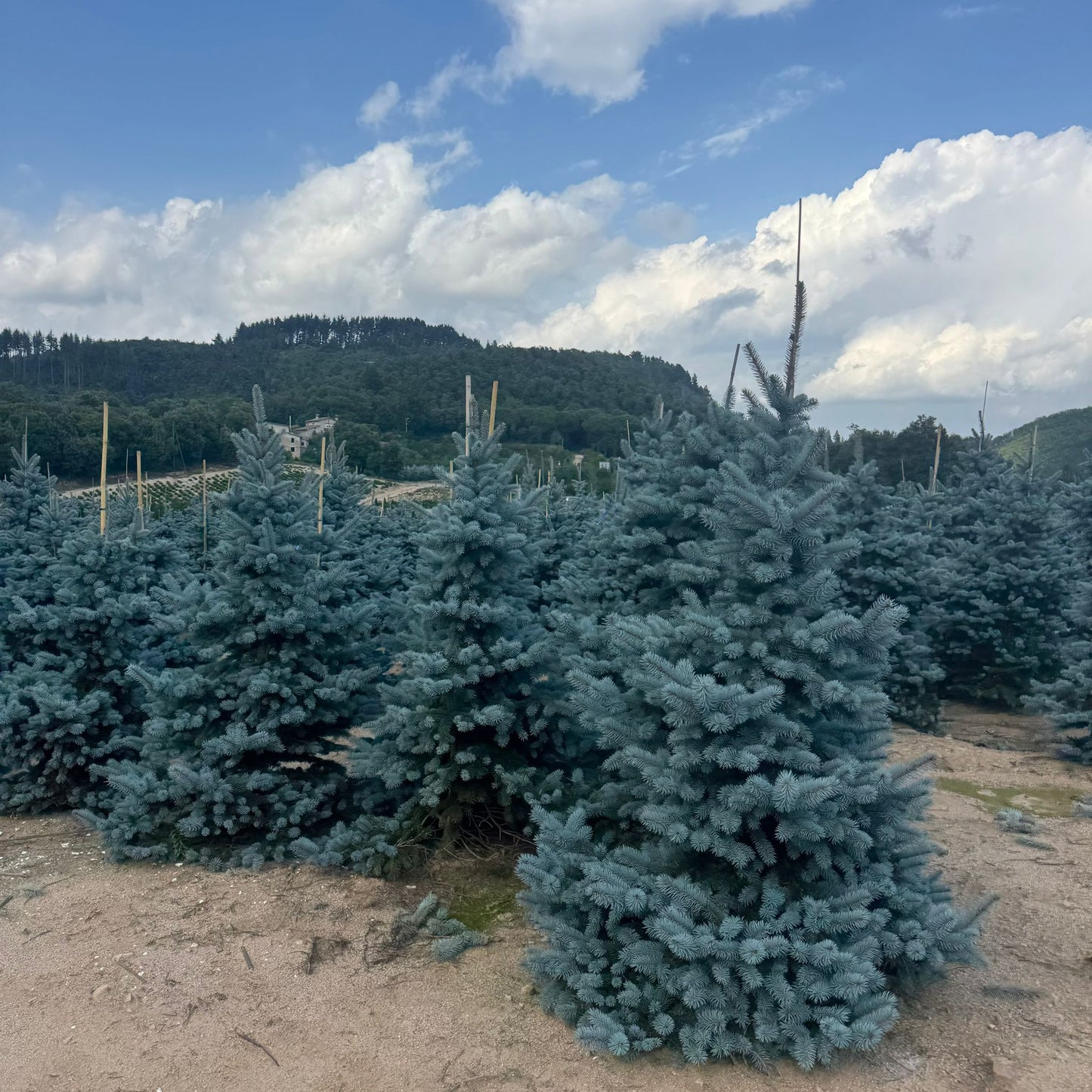 Picea Pungens Hoopsii Premium (Precomanda - Poze Reale)