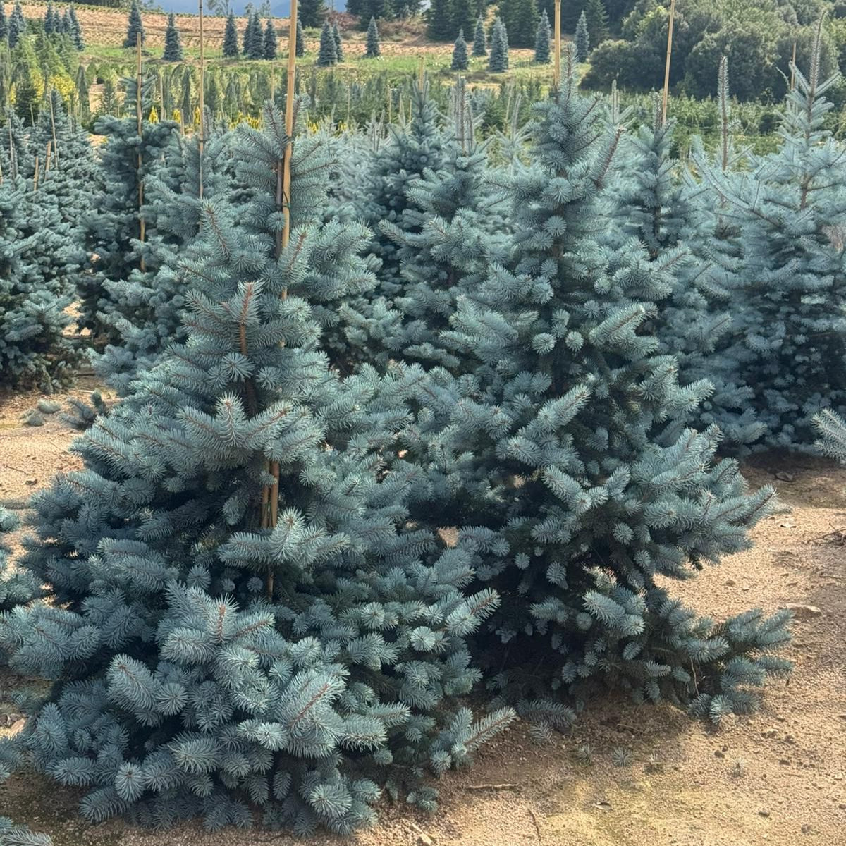 Picea Pungens Hoopsii Premium (Precomanda - Poze Reale)