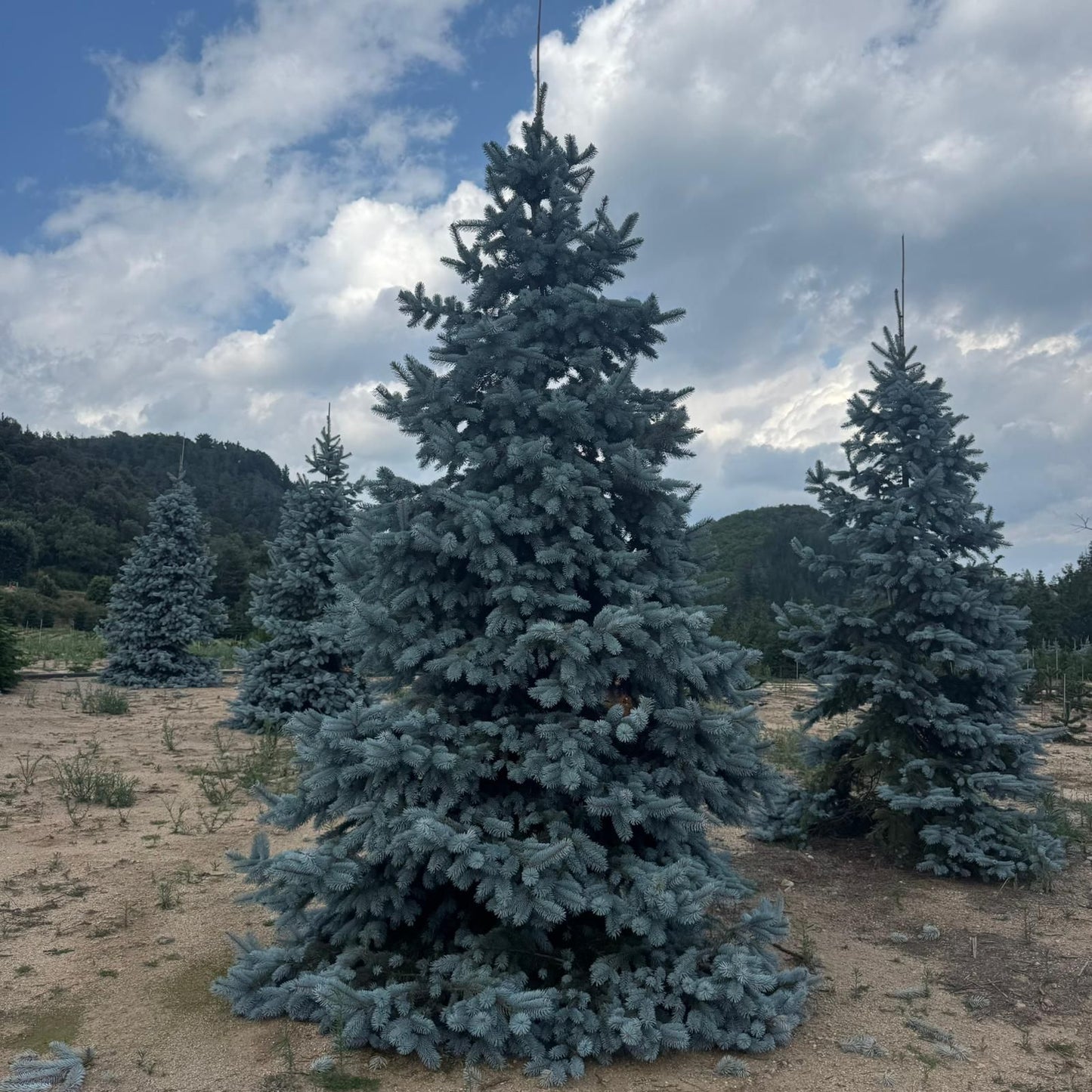 Picea Pungens Hoopsii Premium (Precomanda - Poze Reale)