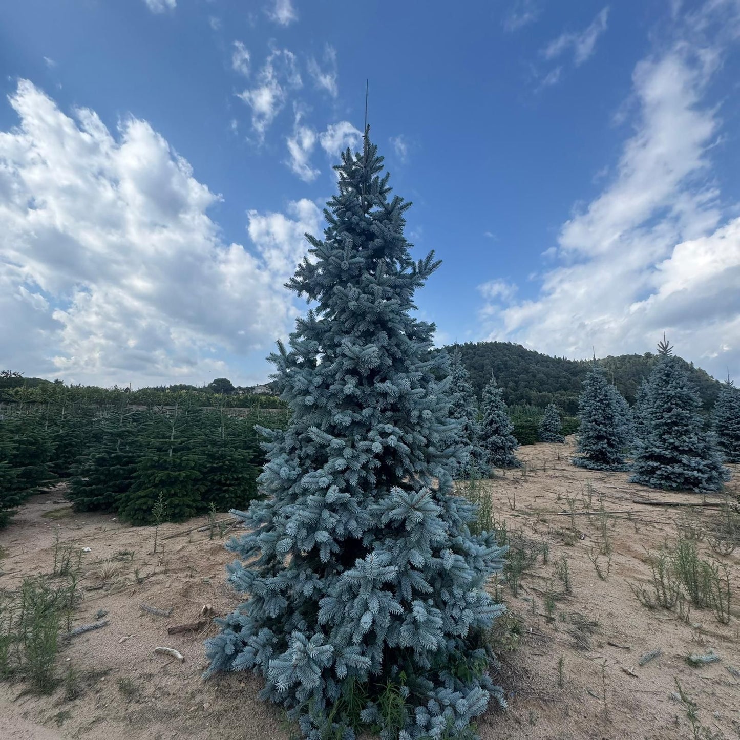 Picea Pungens Hoopsii Premium (Precomanda - Poze Reale)