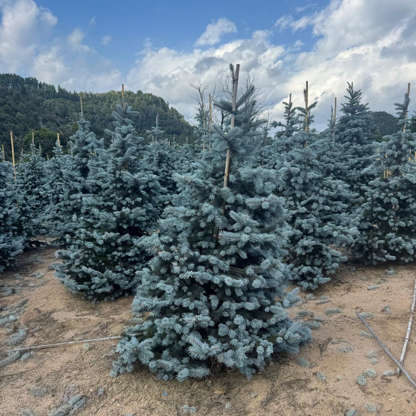 Picea Pungens Hoopsii Premium (Precomanda - Poze Reale)