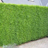 Tuia Atrovirens - Thuja Plicata Atrovirens
