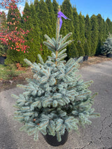 Argintiu Super Blue  - Picea Pungens Glauca Super Blue