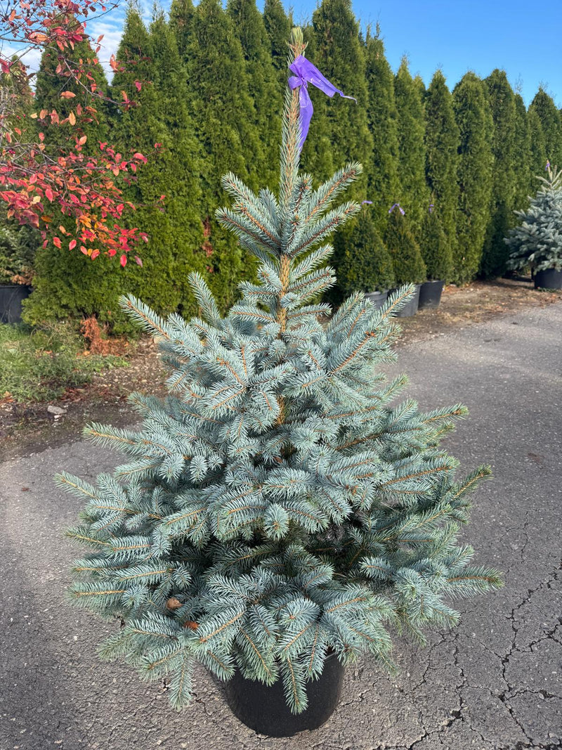 Argintiu Super Blue  - Picea Pungens Glauca Super Blue