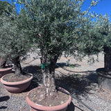 Maslin Secular - Olea europaea