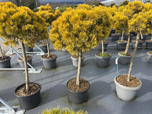Pinus mugo 'Carstens Wintergold' altoit pe picior