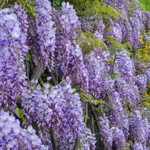 Glicină Prolific - Wisteria Prolific