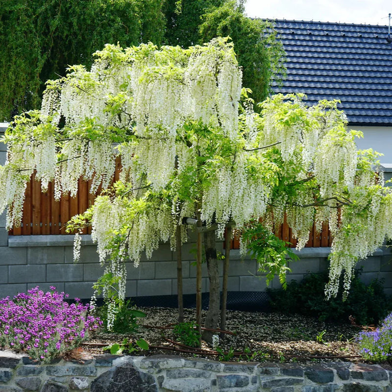 Glicină Albă - Wisteria Sinensis 'Alba'