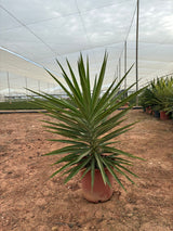 Yucca Elephantipes 'Emilia'- Interior