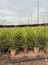 Yucca Elephantipes 'Emilia'- Interior