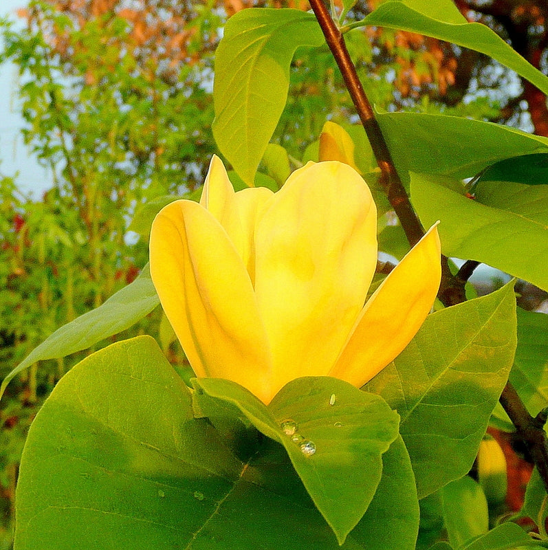 Magnolie Yellow Bird - Magnolia Brokl. Yellow Bird