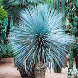 Yucca Albastră - Yucca Rostrata