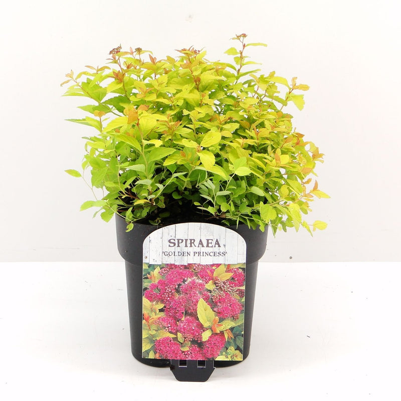 Spiraea japonica Golden Princess