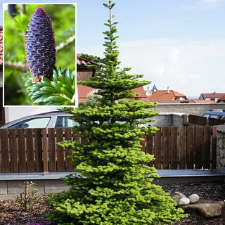 Brad Coreean - Abies Koreana