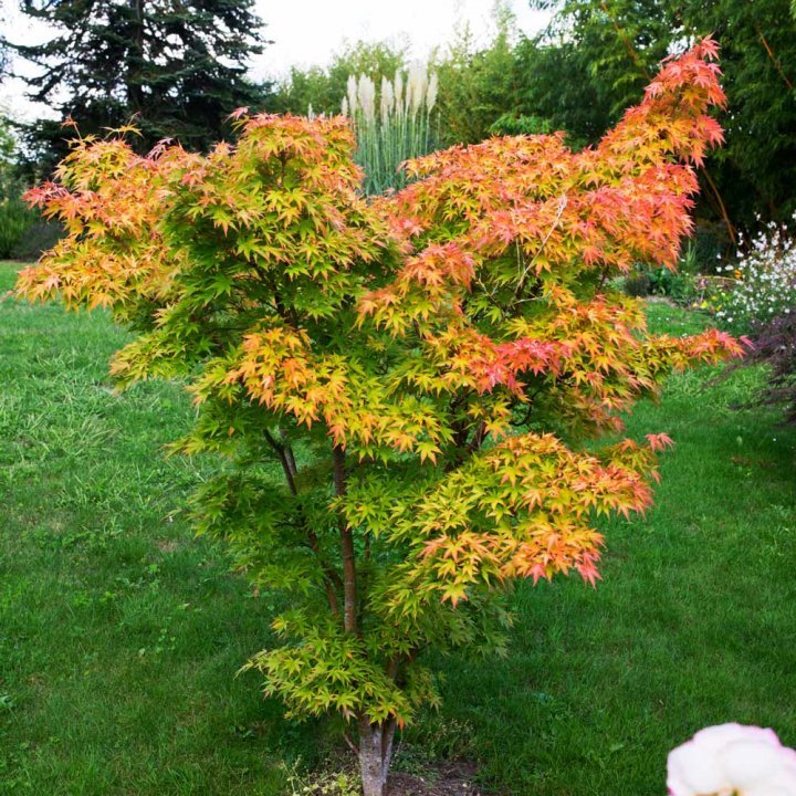 Arțar Japonez Portocaliu - Acer Palmatum Orange Dream
