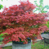 Arțar Japonez Roșu - Acer Palmatum Atropurpureum