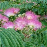 Arborele De Mătase - Albizia Julibrissin