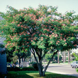 Arborele De Mătase - Albizia Julibrissin