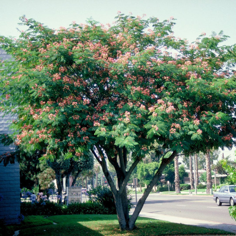 Arborele De Mătase - Albizia Julibrissin