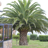 Phoenix canariensis – Palmier de Canare