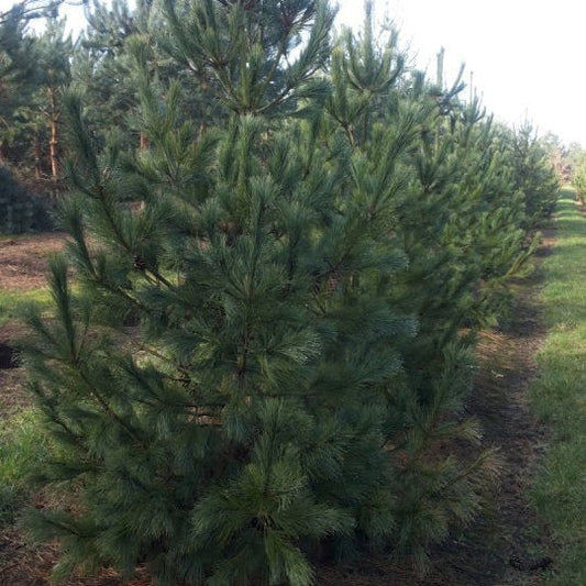 Pin Macedonean - Pinus Peuce