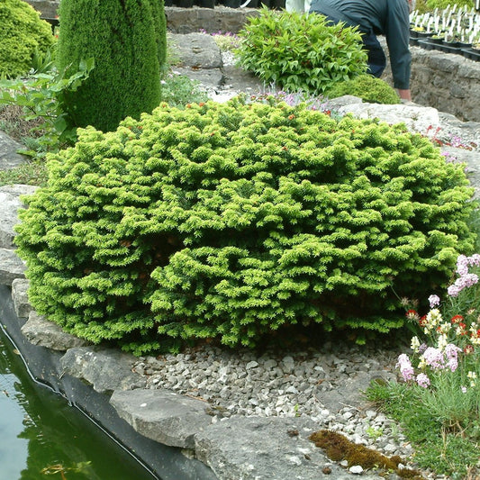 Abies balsamea Nana