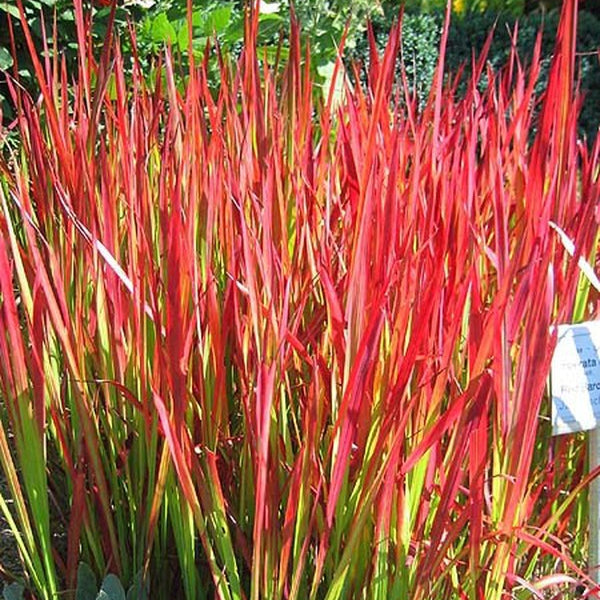 Iarbă Red Baron - Imperata Cylindrica Red Baron