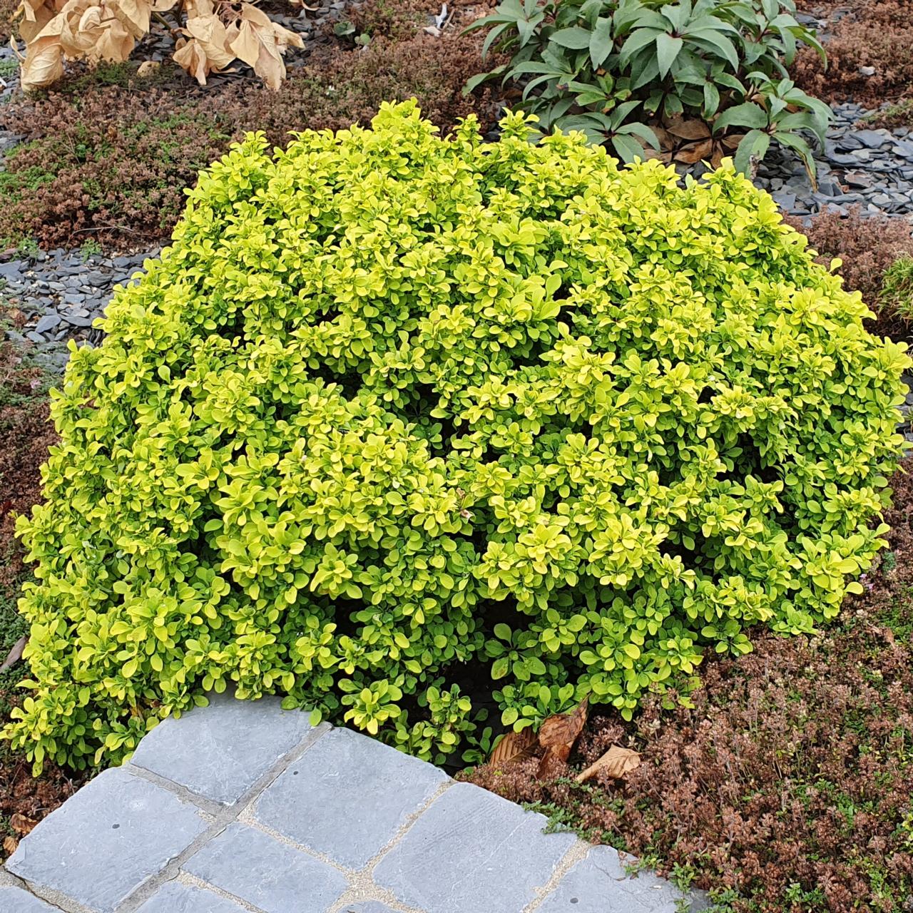 Drăcilă Tiny Gold - Berberis Thunbergii Tiny Gold