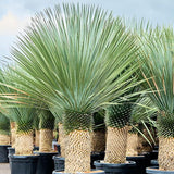 Yucca Albastră - Yucca Rostrata BLUE and BLUE