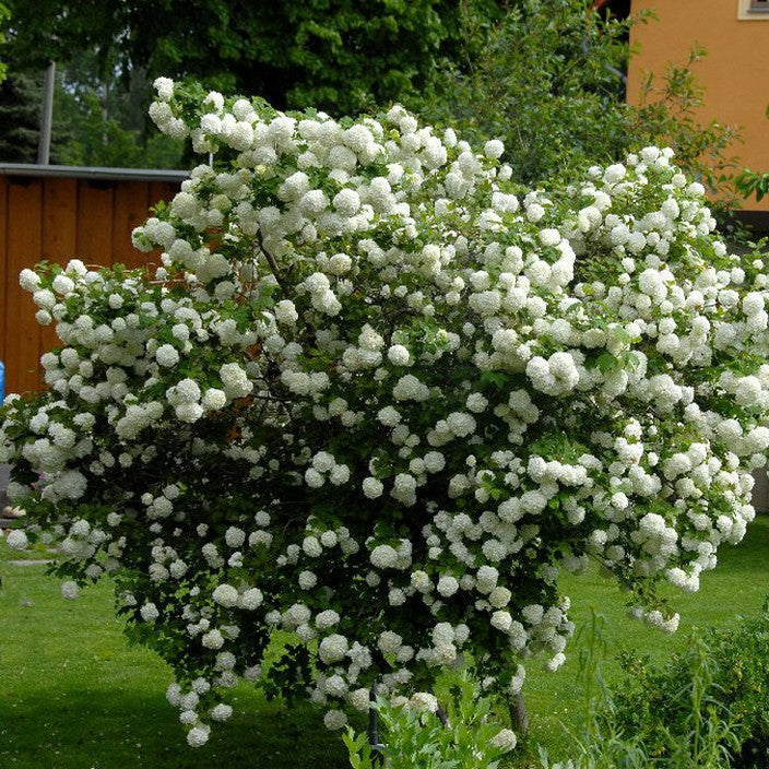 Calinan Roses Călin Roseum - Viburnum Opulus Roseum | Bursa Plantelor