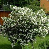 Călin Roseum - Viburnum Opulus Roseum