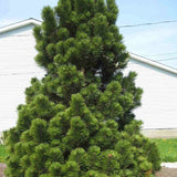 Pin Bosniac - Pinus Leucodermis