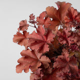 Heuchera Indian Summer Mix