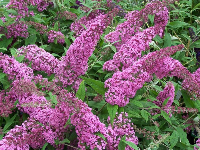 Liliac De Vară Orchid Beauty - Buddleja Orchid Beauty