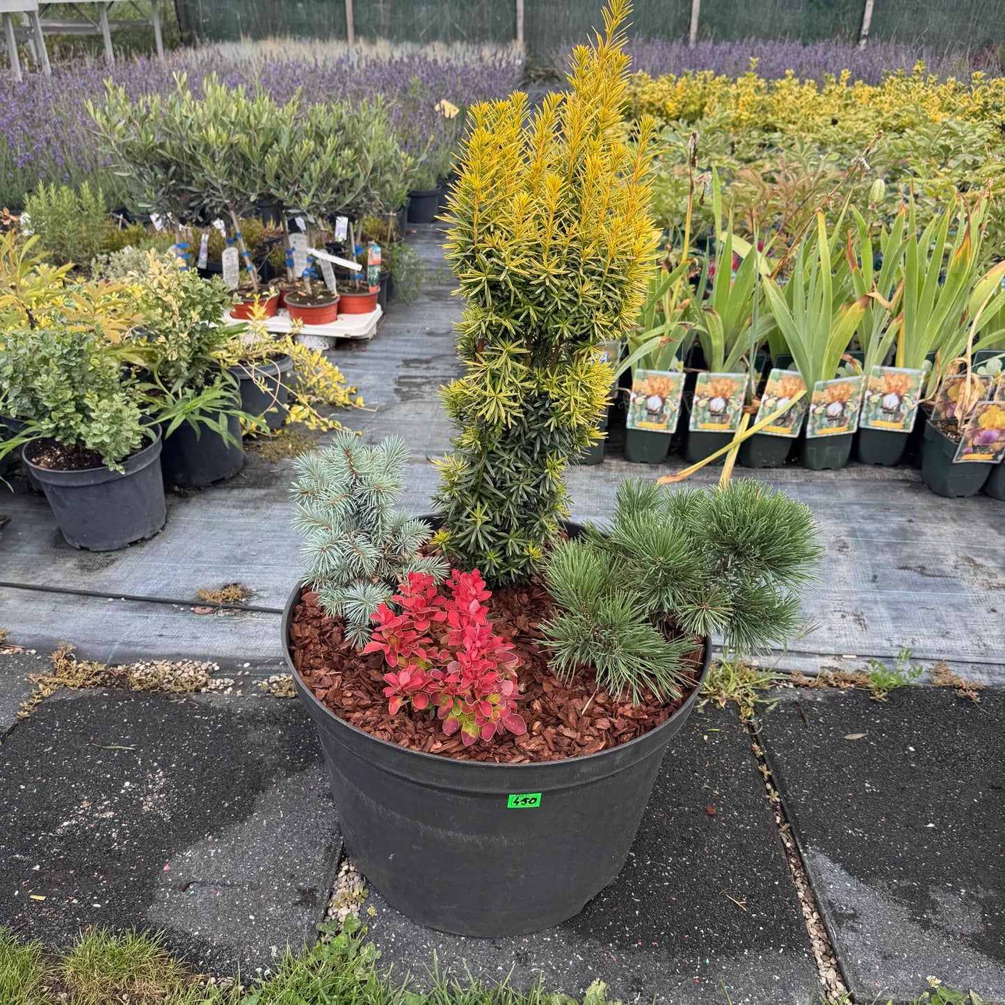Buchet nr 3