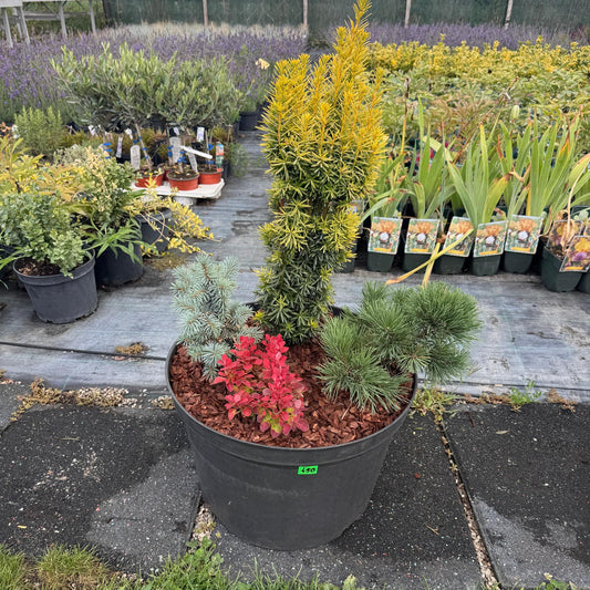 Buchet nr 3