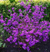 Arbustul Cu Fructe Mov Profusion - Callicarpa Bodinieri Profusion