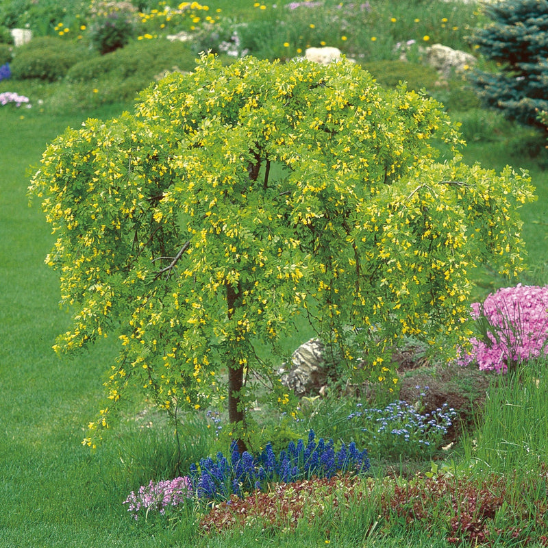 Caragana Arborescens Pendula pe picior