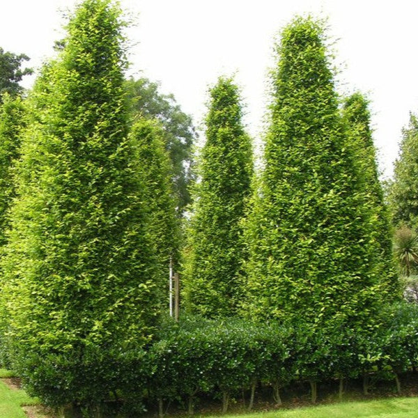 Carpen Columnar - Carpinus Betulus 'Fastigiata'