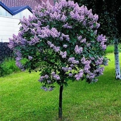 Syringa meyeri 'Palibin'